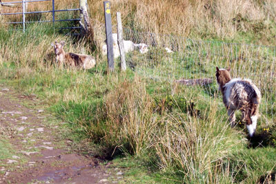 Goats of Dingle