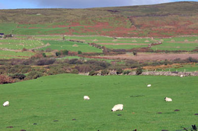 Sheep of Dingle